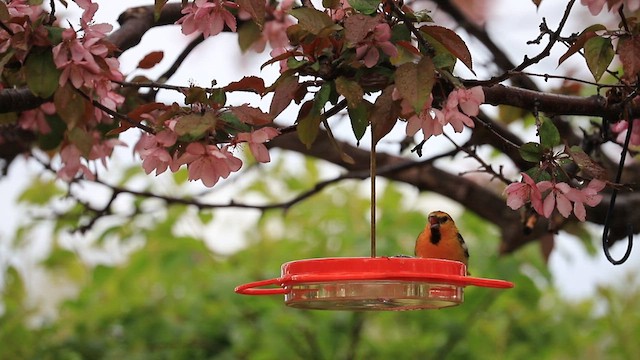 Oriole de Bullock - ML619617385