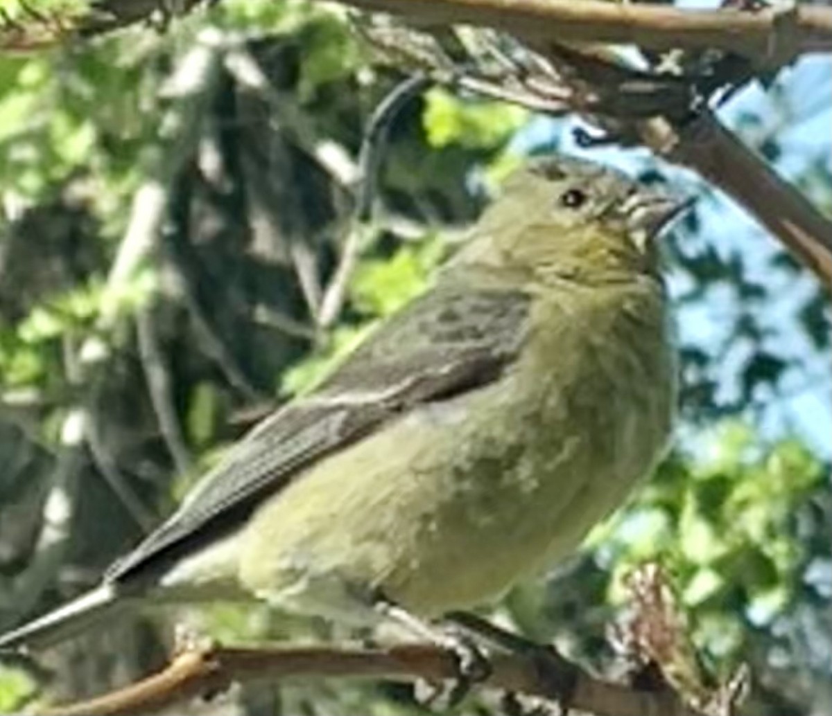 Lesser Goldfinch - ML619617388