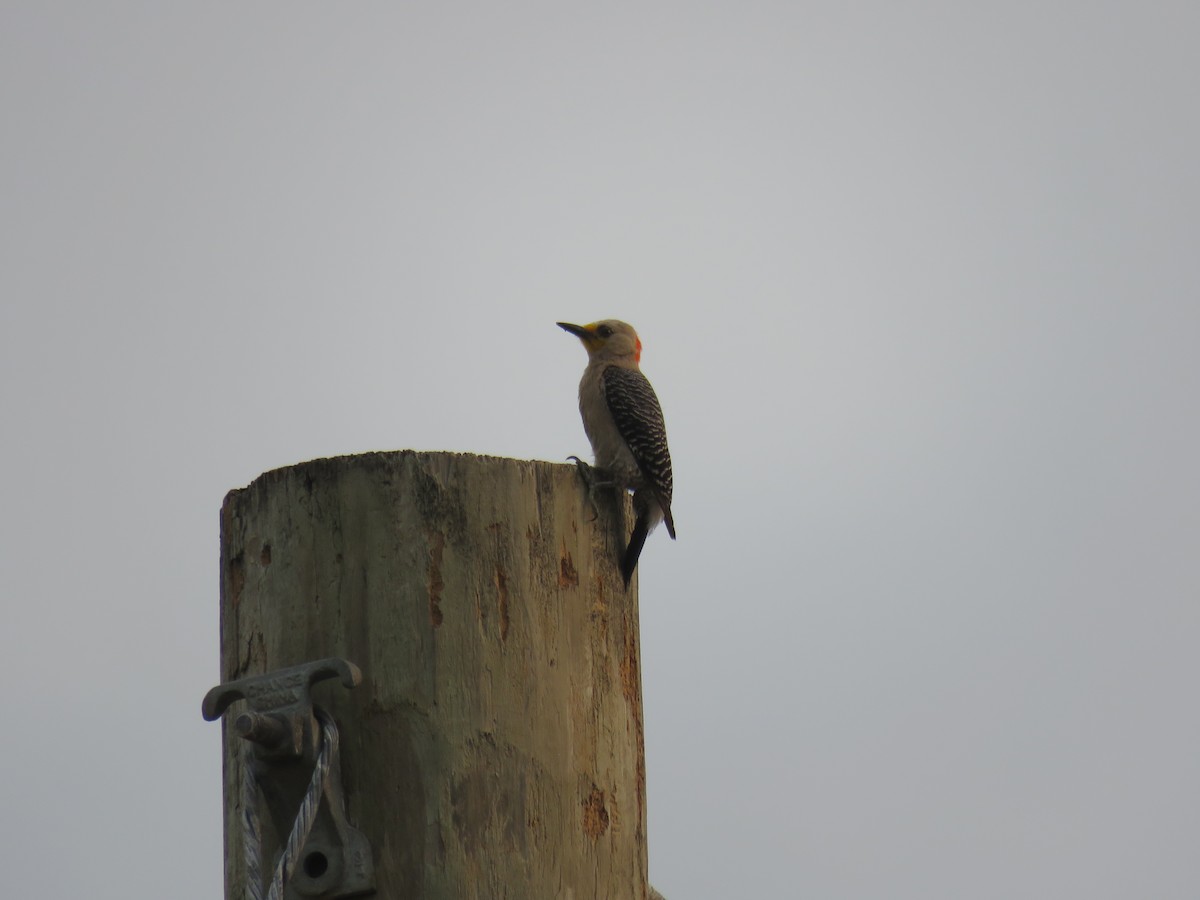 Yucatan Woodpecker - ML619617392