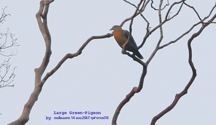 Large Green-Pigeon - Argrit Boonsanguan