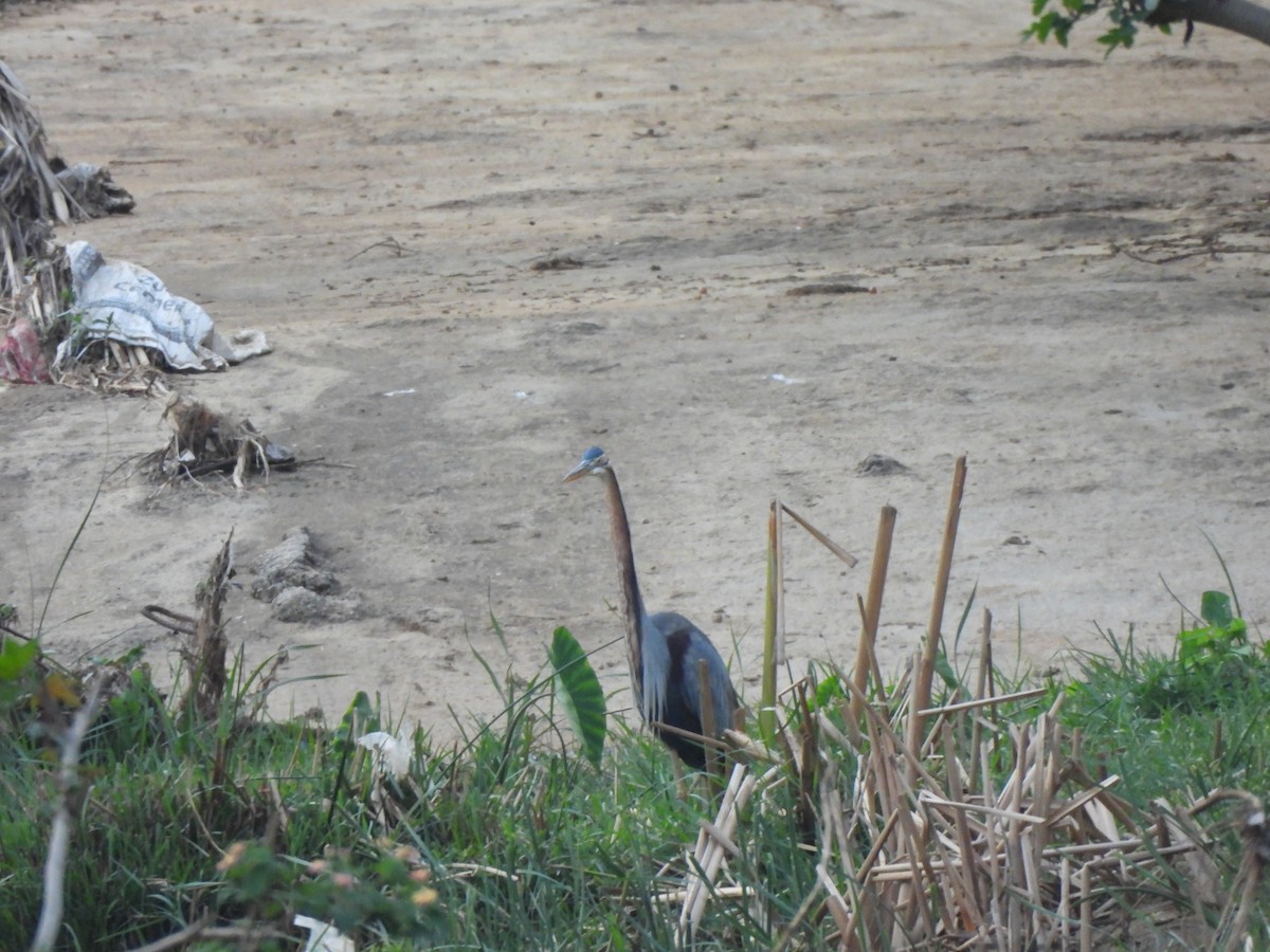 Purple Heron - Shree Raksha