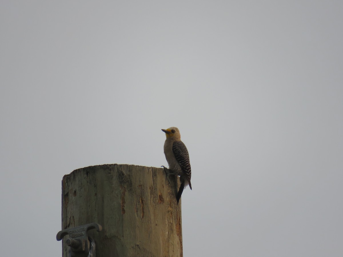 Yucatan Woodpecker - ML619617397