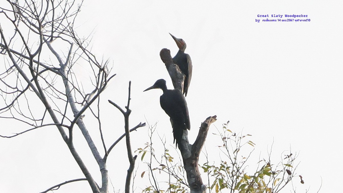 Great Slaty Woodpecker - Argrit Boonsanguan