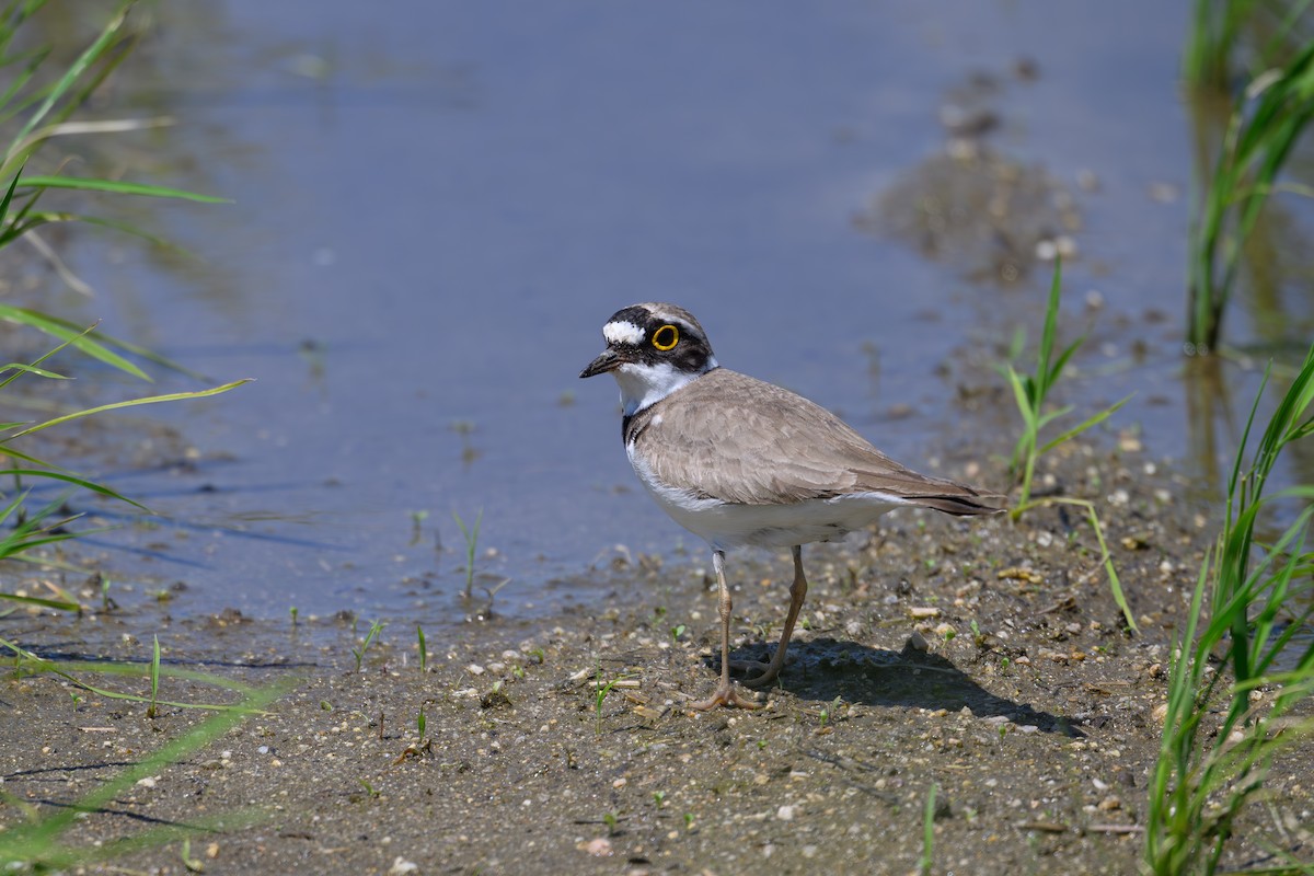 Little Ringed Plover - Yuya Okuzaki