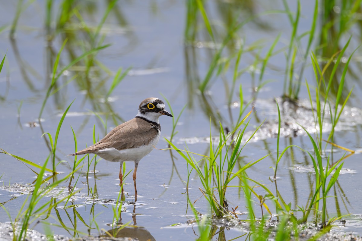 Little Ringed Plover - Yuya Okuzaki