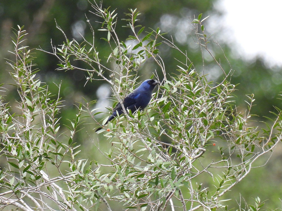 Diademed Tanager - Silvana Mallo