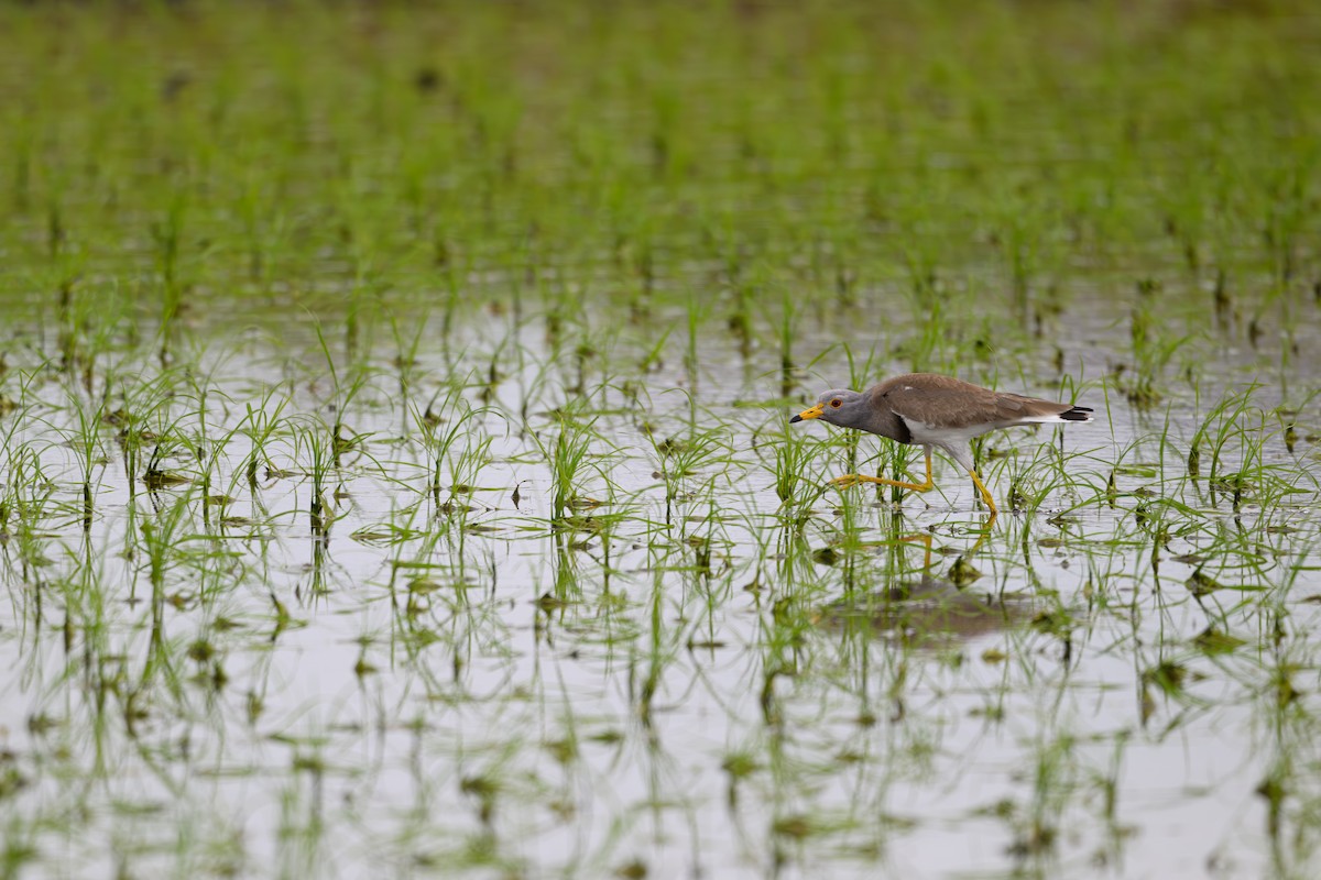 Gray-headed Lapwing - Yuya Okuzaki