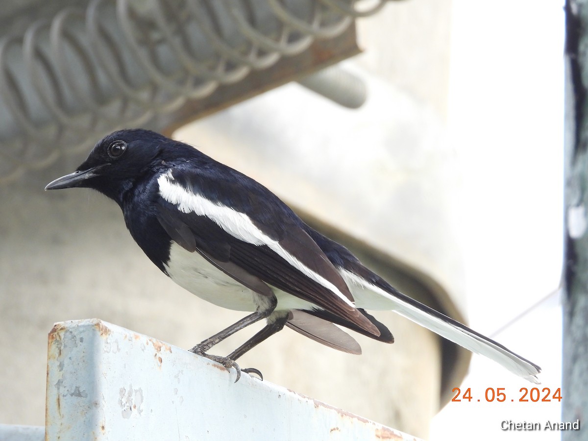 Oriental Magpie-Robin - ML619617421