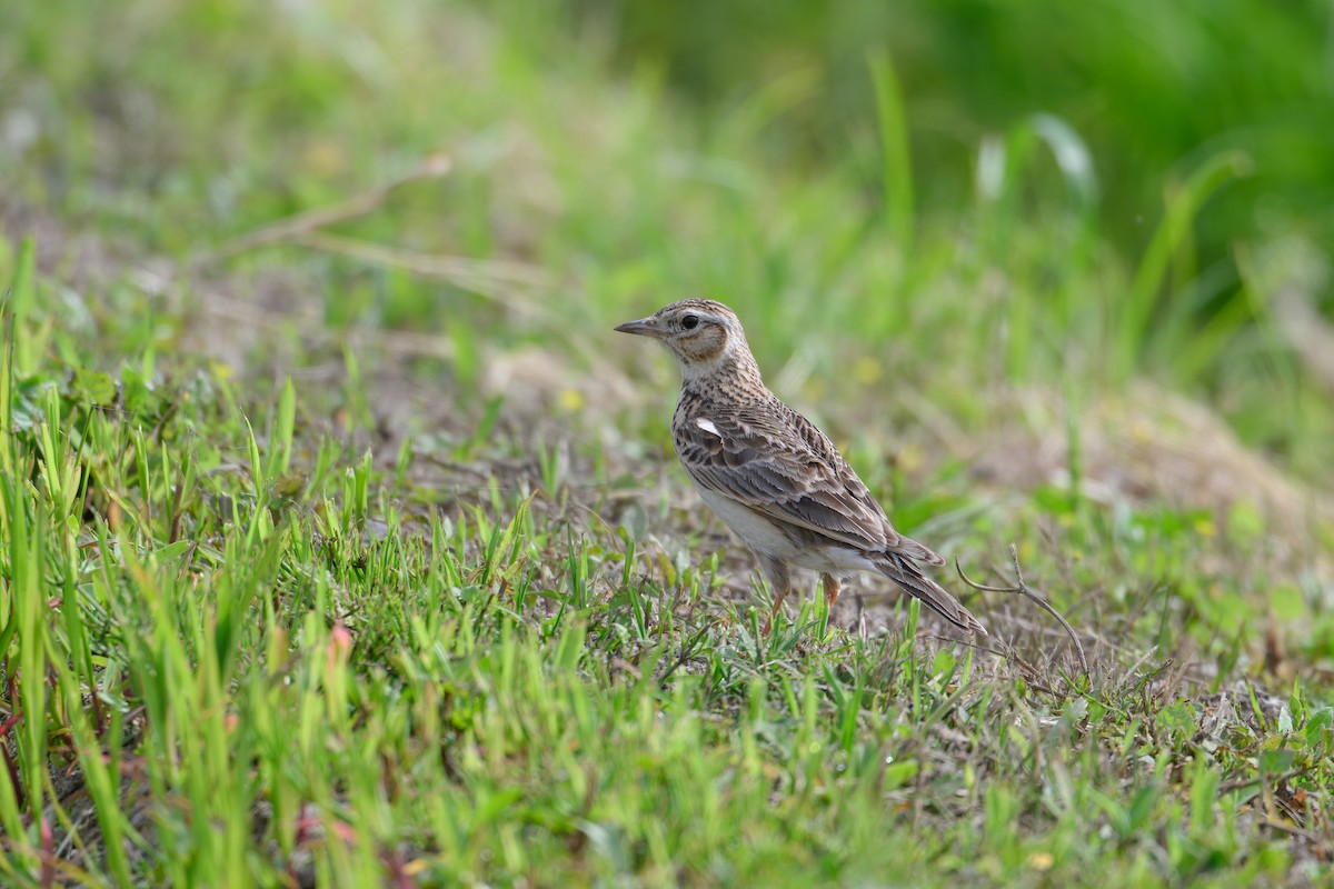 Eurasian Skylark - Yuya Okuzaki