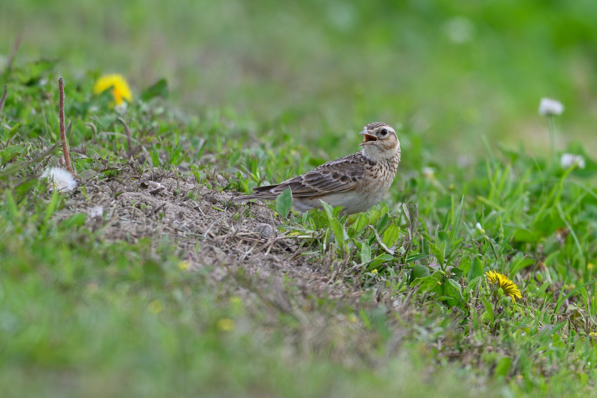 Eurasian Skylark - Yuya Okuzaki