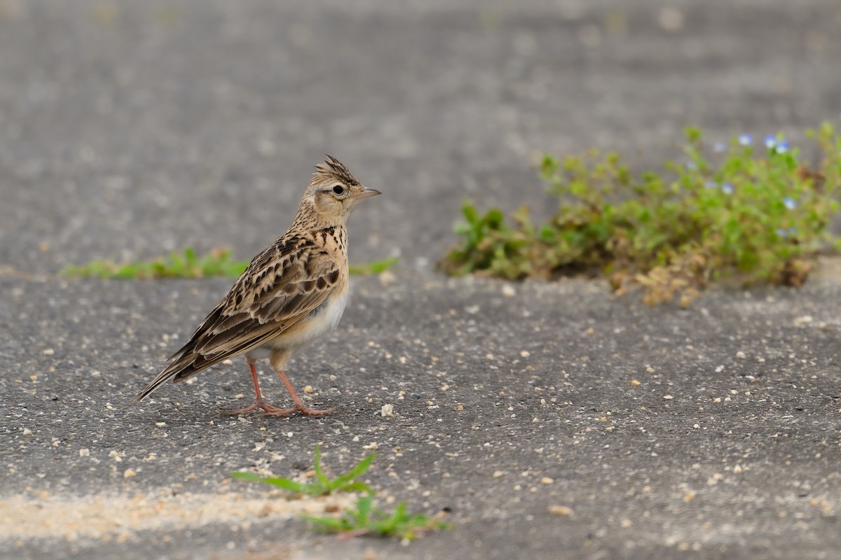 Eurasian Skylark - Yuya Okuzaki