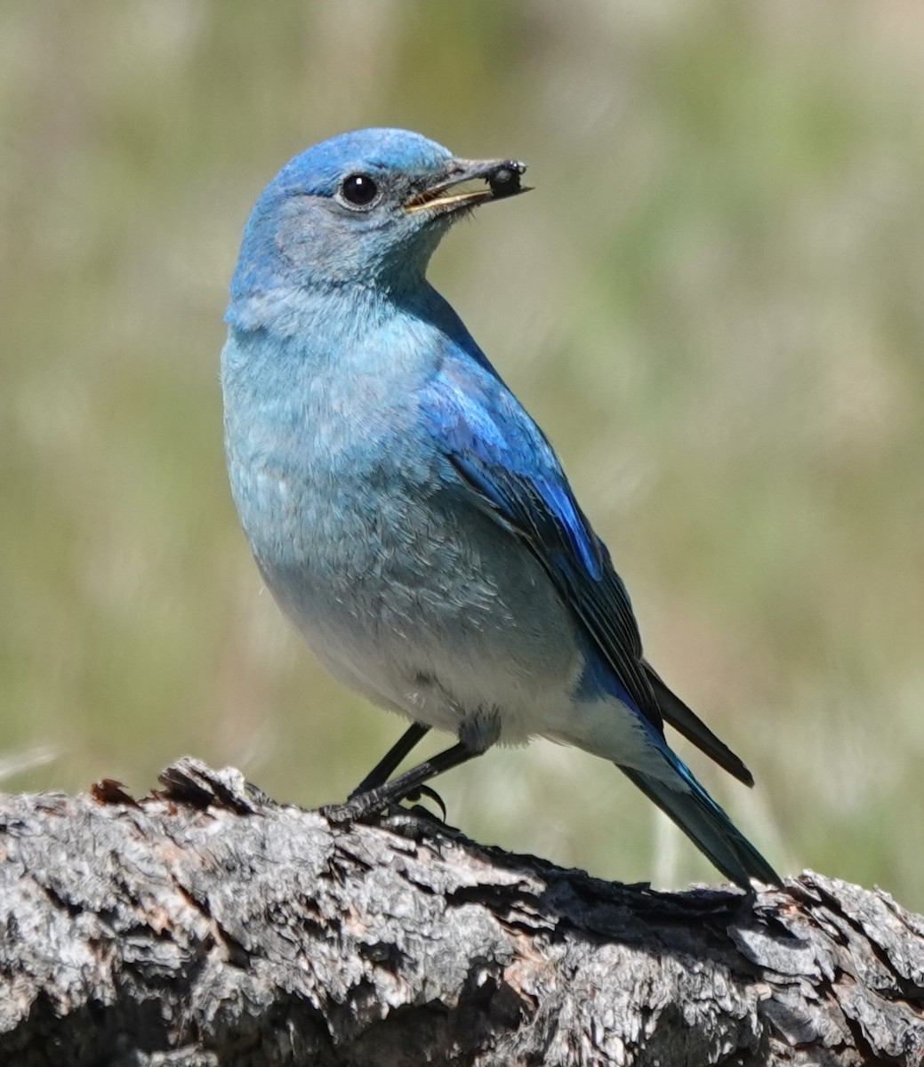 Mountain Bluebird - Chris Johnson