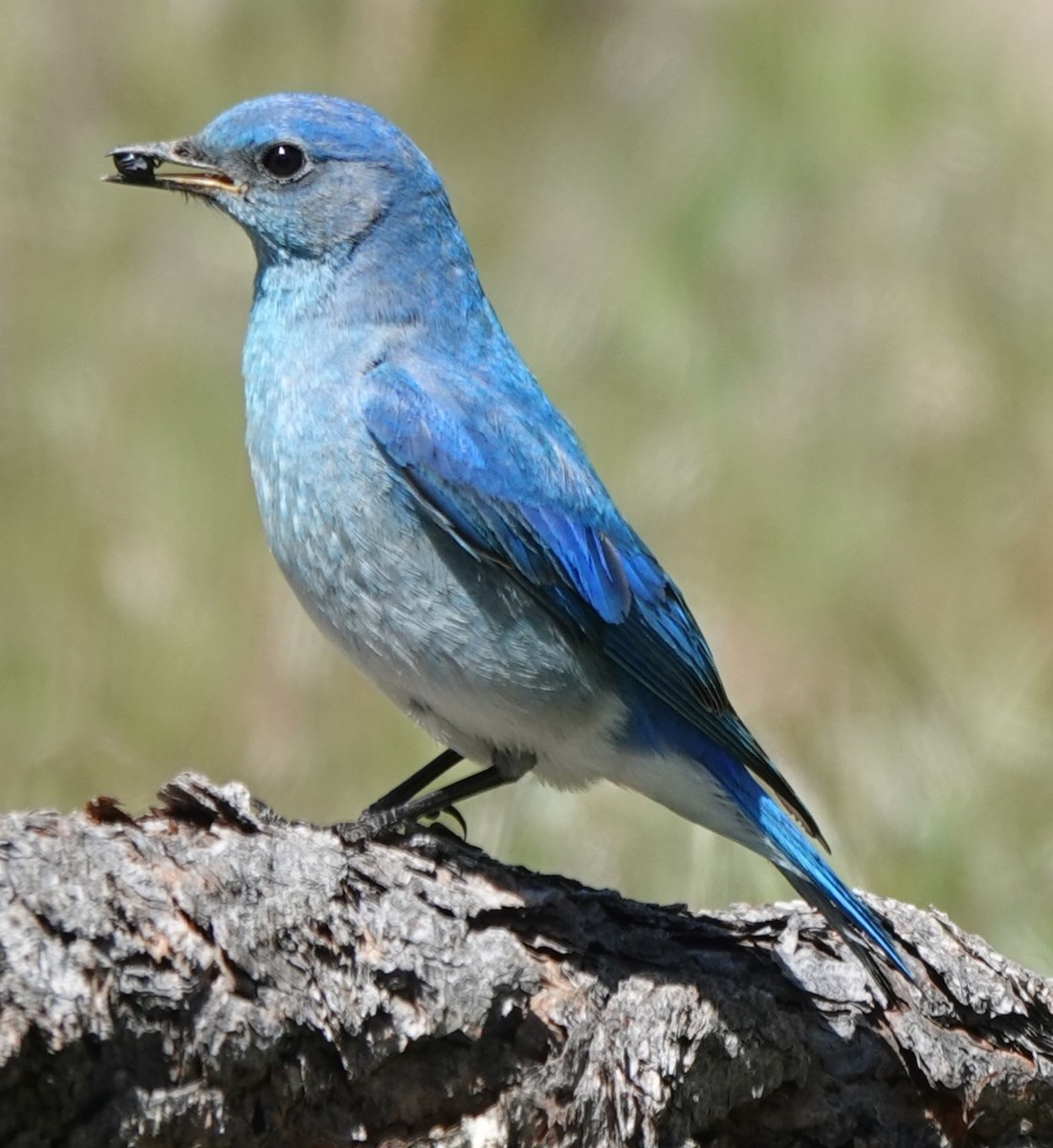 Mountain Bluebird - Chris Johnson