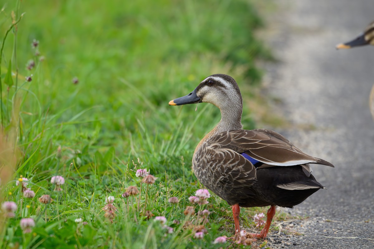 Eastern Spot-billed Duck - Yuya Okuzaki