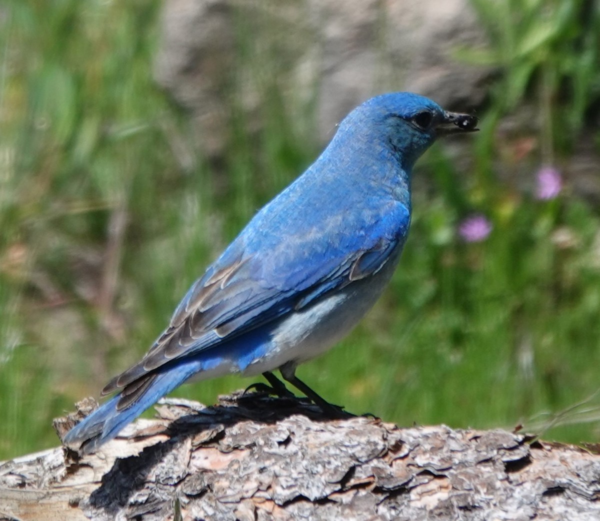 Mountain Bluebird - Chris Johnson