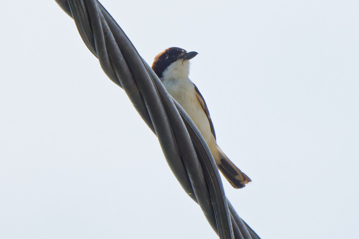 Woodchat Shrike - leon berthou