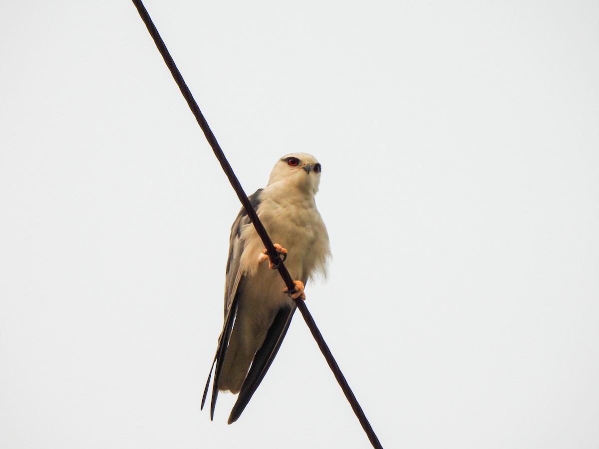 Black-winged Kite - Shree Raksha