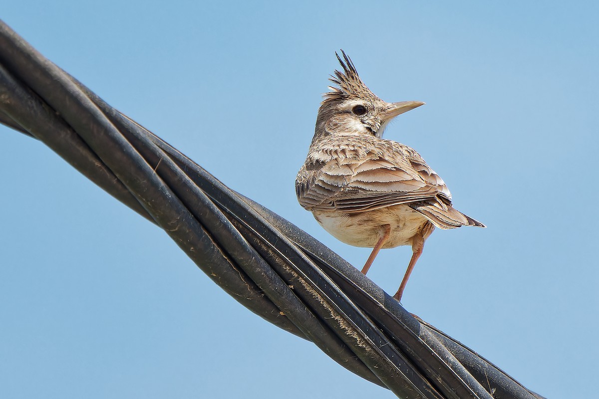 Crested Lark - leon berthou