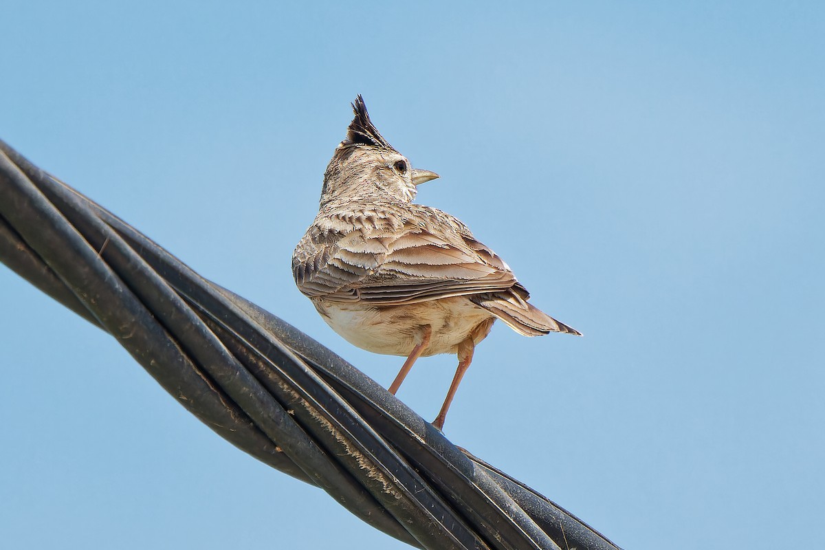 Crested Lark - leon berthou