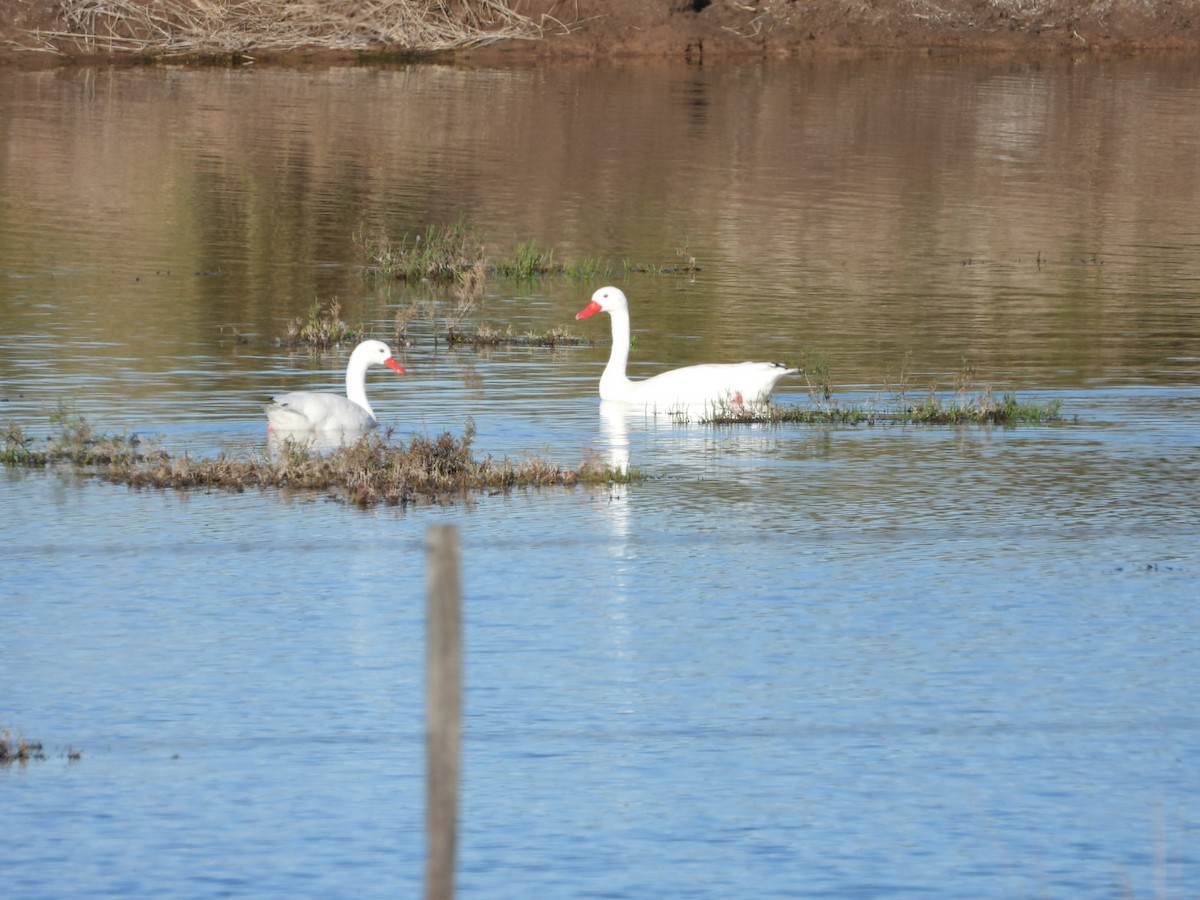 Coscoroba Swan - Dante Ariel Culzoni