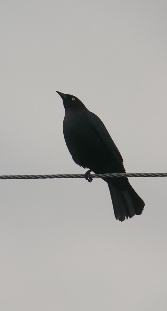 Brewer's Blackbird - ML619617459