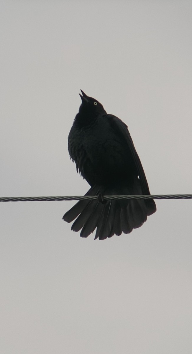 Brewer's Blackbird - ML619617460