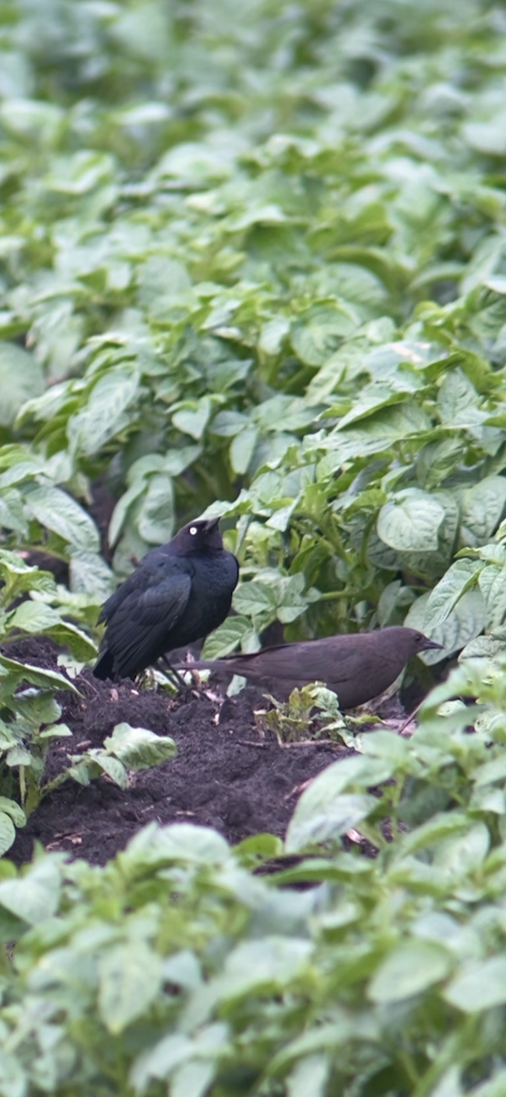 Brewer's Blackbird - ML619617461