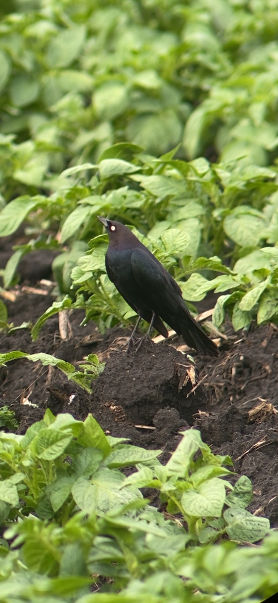 Brewer's Blackbird - Tim Cornish