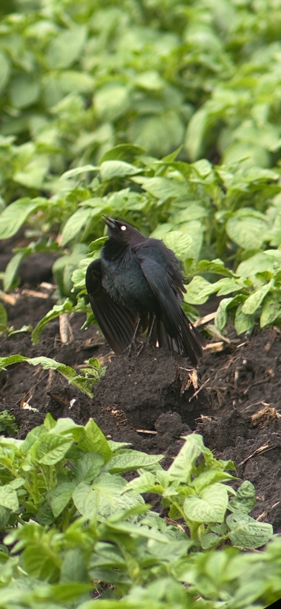 Brewer's Blackbird - ML619617465