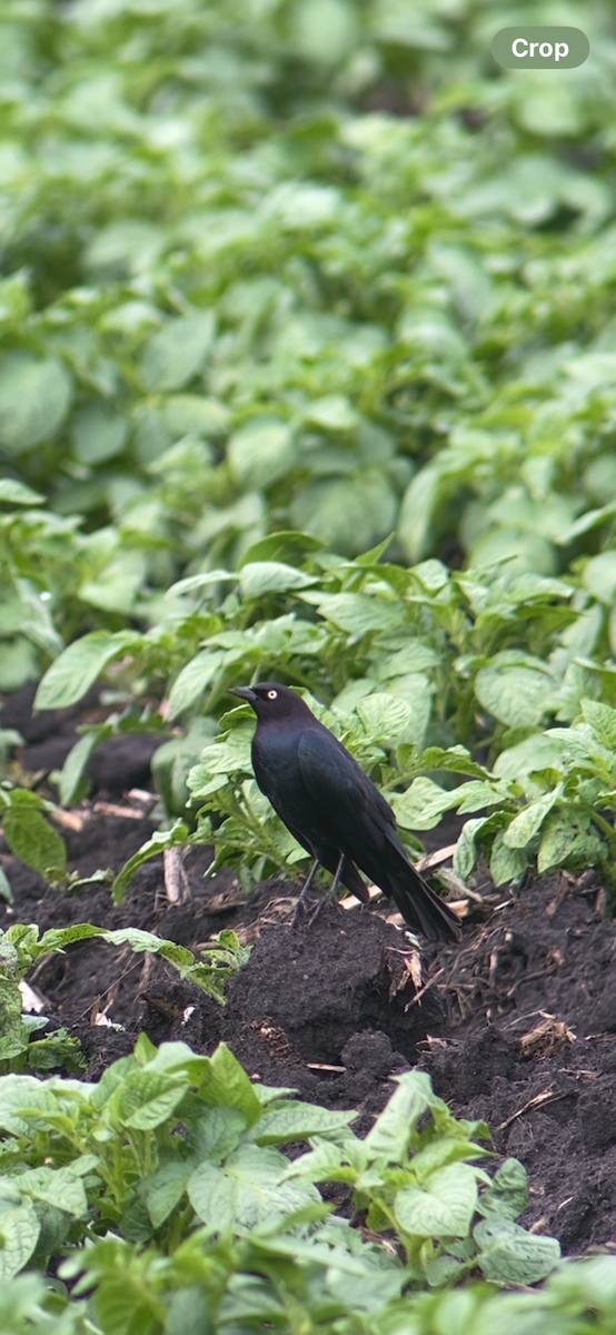 Brewer's Blackbird - ML619617467