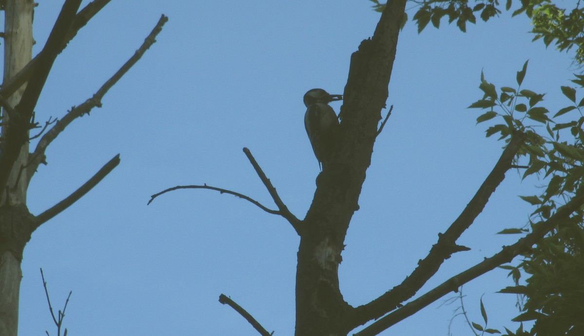 Great Spotted Woodpecker - ML619617469