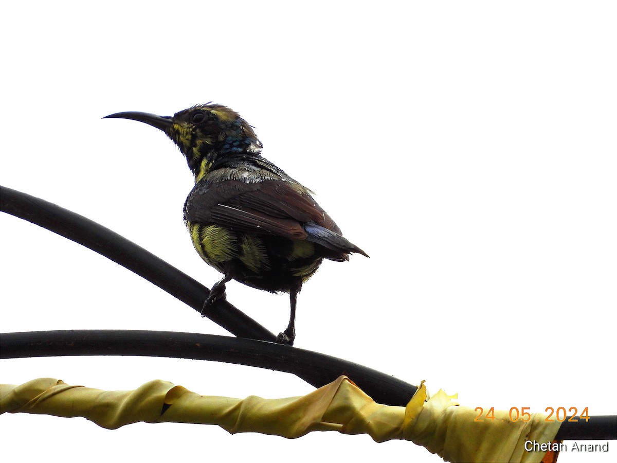 Purple Sunbird - Chetan Anand