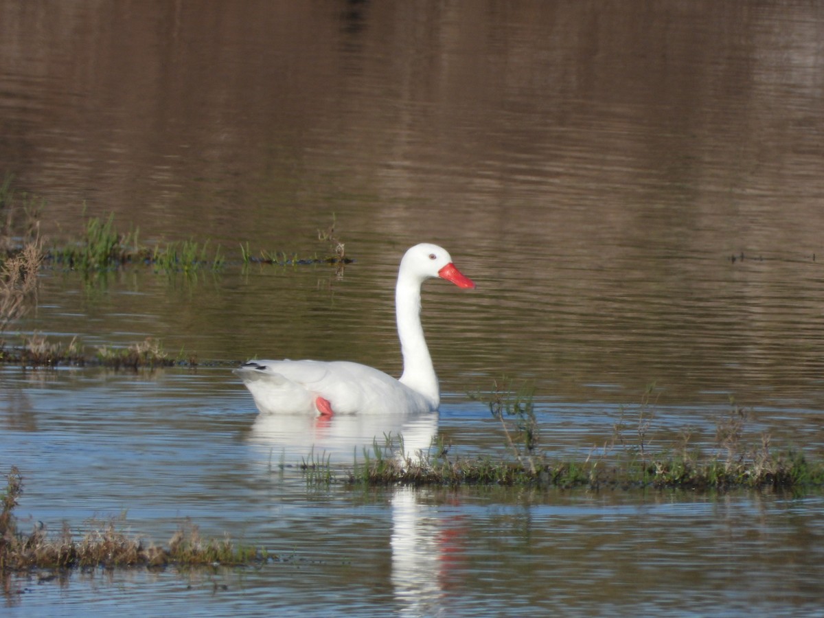 Coscoroba Swan - Dante Ariel Culzoni