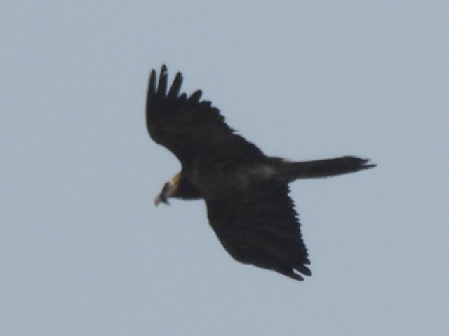 Bearded Vulture - Chethan Krishnan