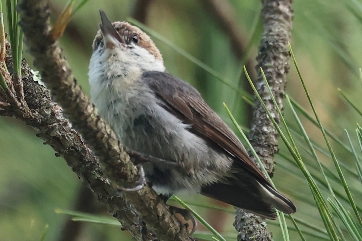 Brown-headed Nuthatch - Duane Yarbrough