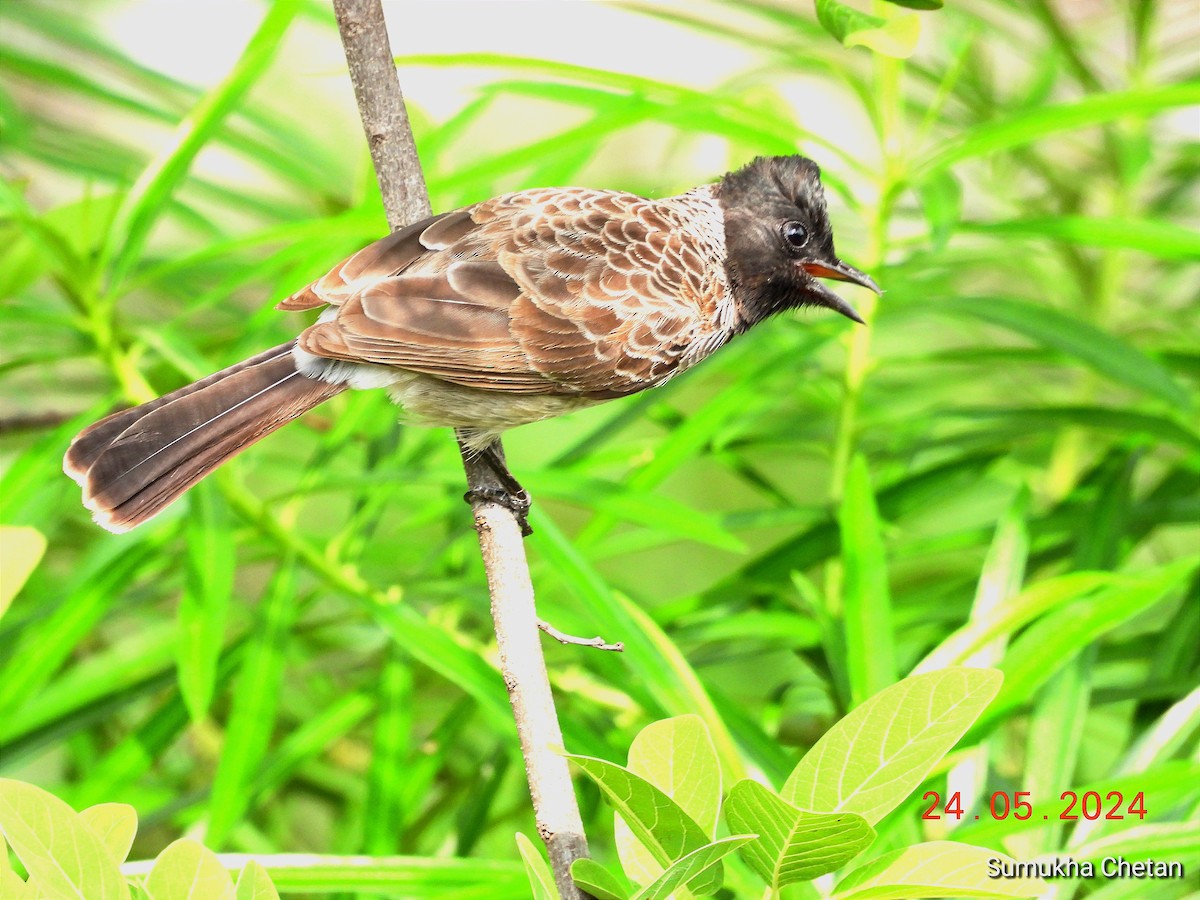 Bulbul à ventre rouge - ML619617510