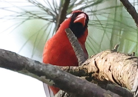 Northern Cardinal - Duane Yarbrough