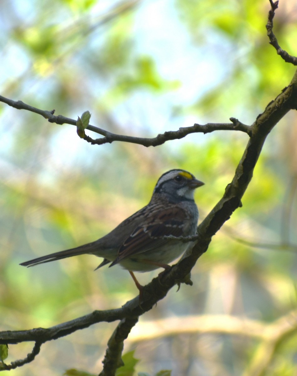 White-throated Sparrow - Michele Miller