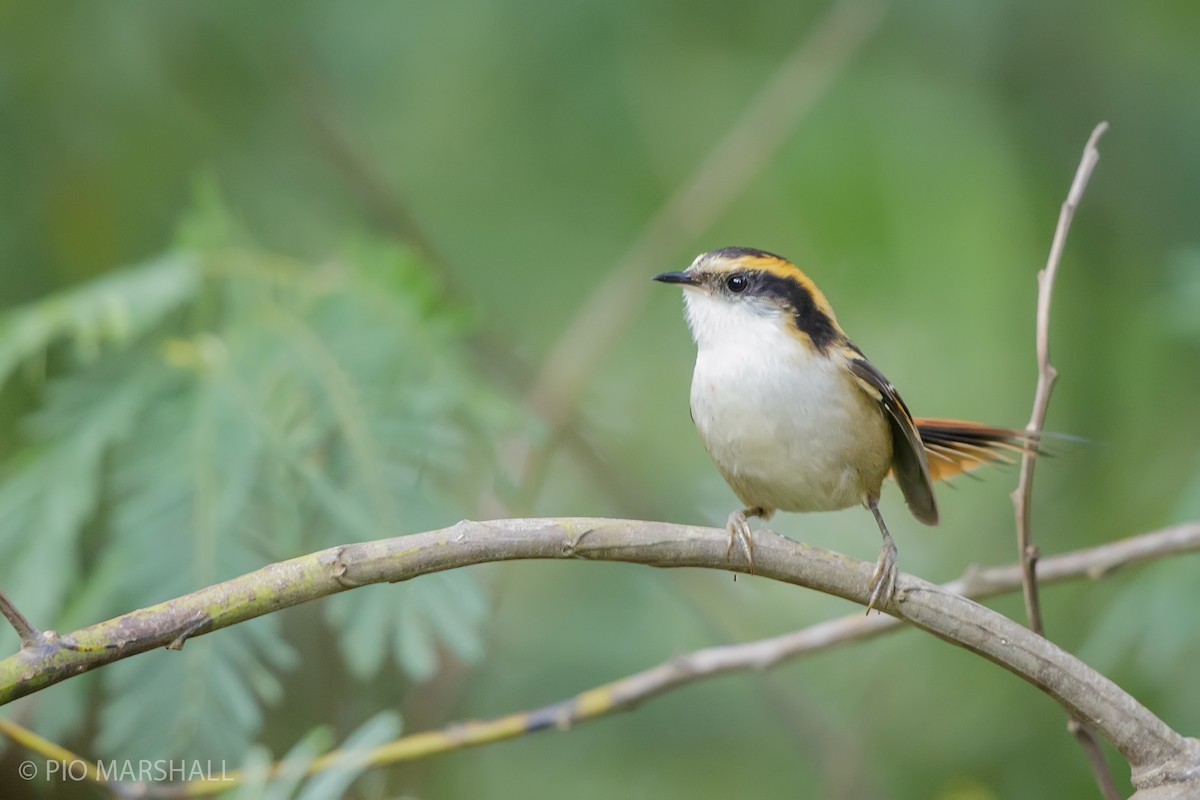 Thorn-tailed Rayadito - Pio Marshall