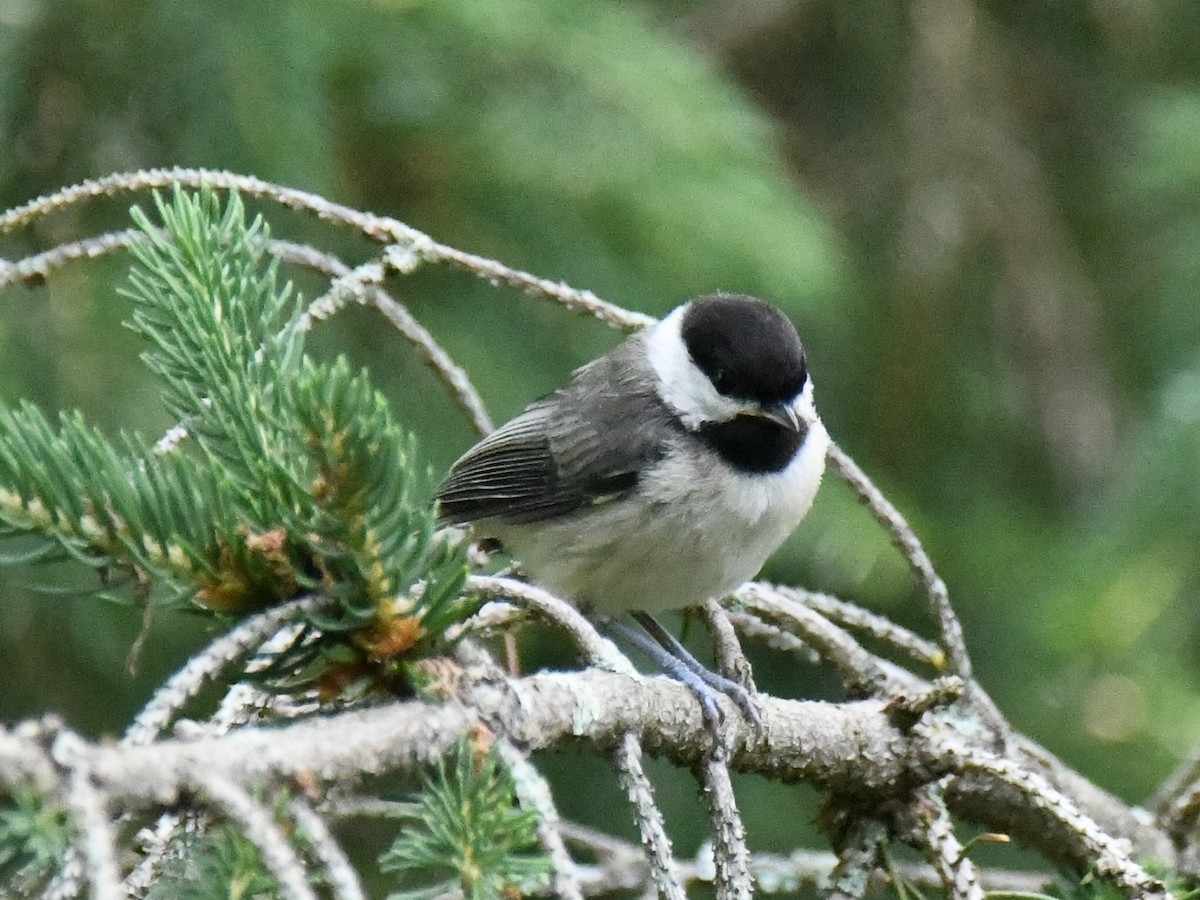 Carolina Chickadee - ML619617519