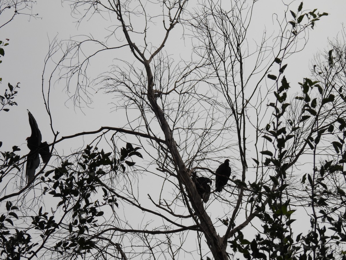 Turkey Vulture - Silvana Mallo