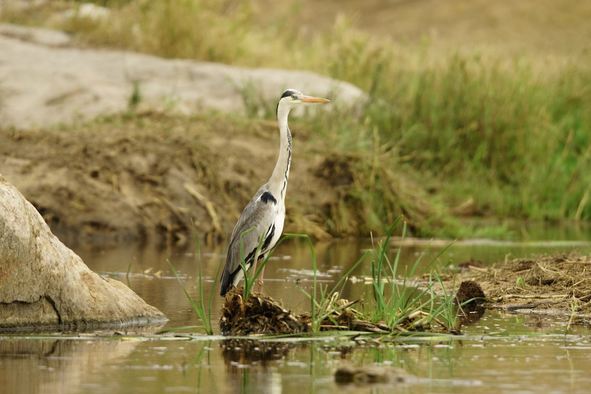 Gray Heron - ML619617523