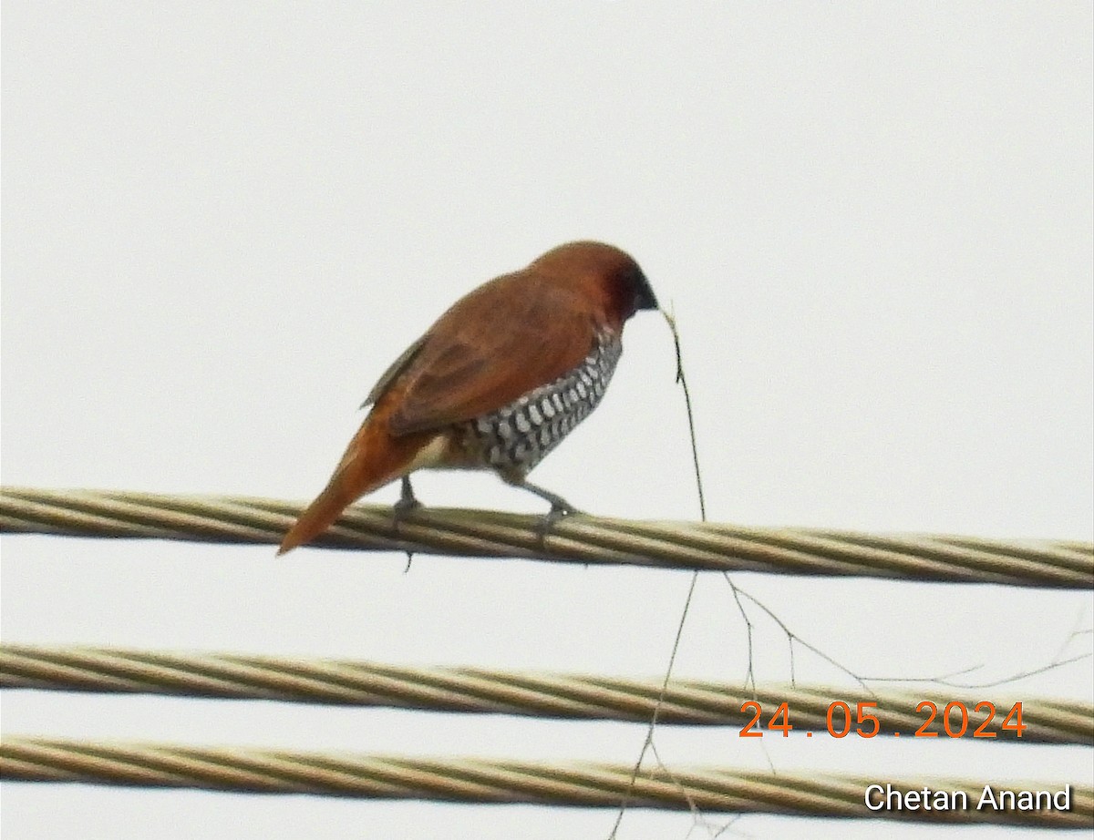 Scaly-breasted Munia - ML619617538