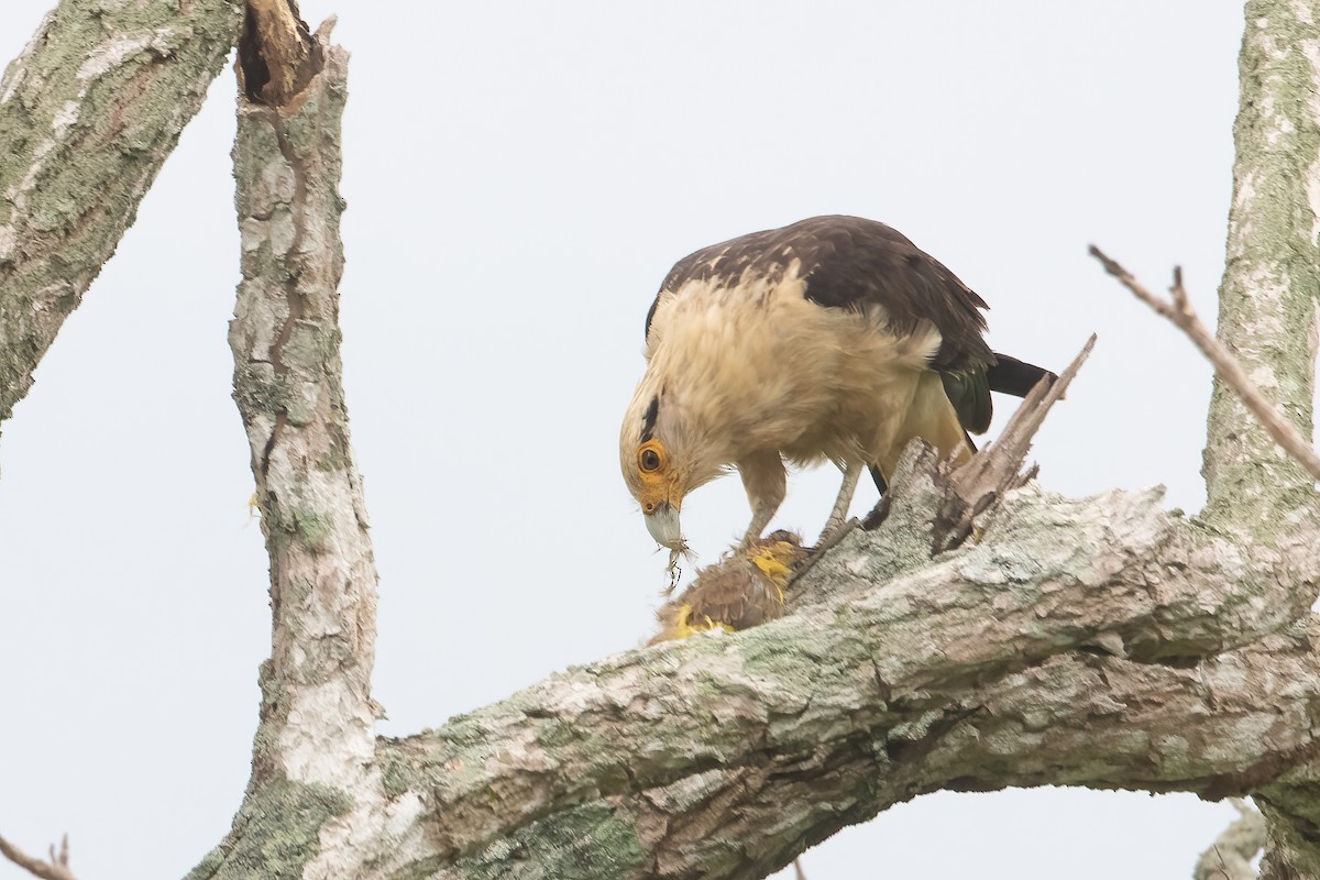 Yellow-headed Caracara - ML619617540