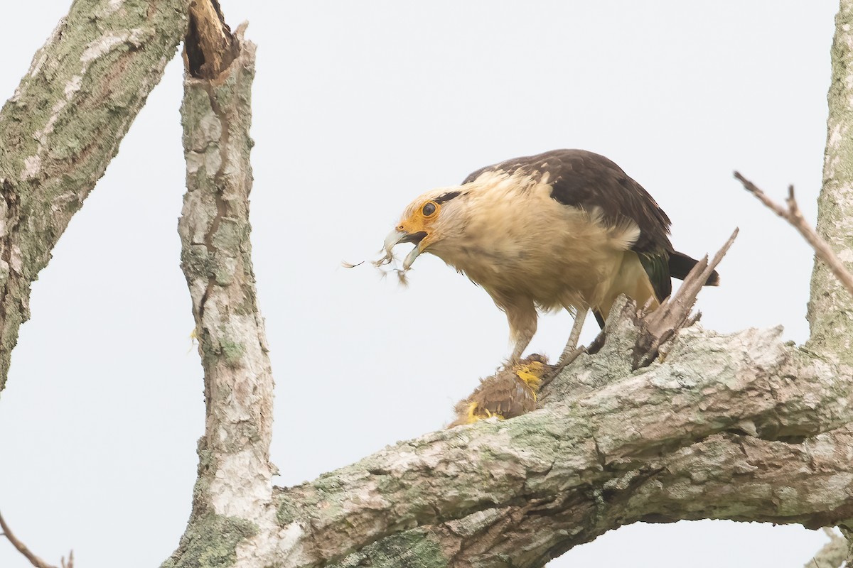 Caracara à tête jaune - ML619617541