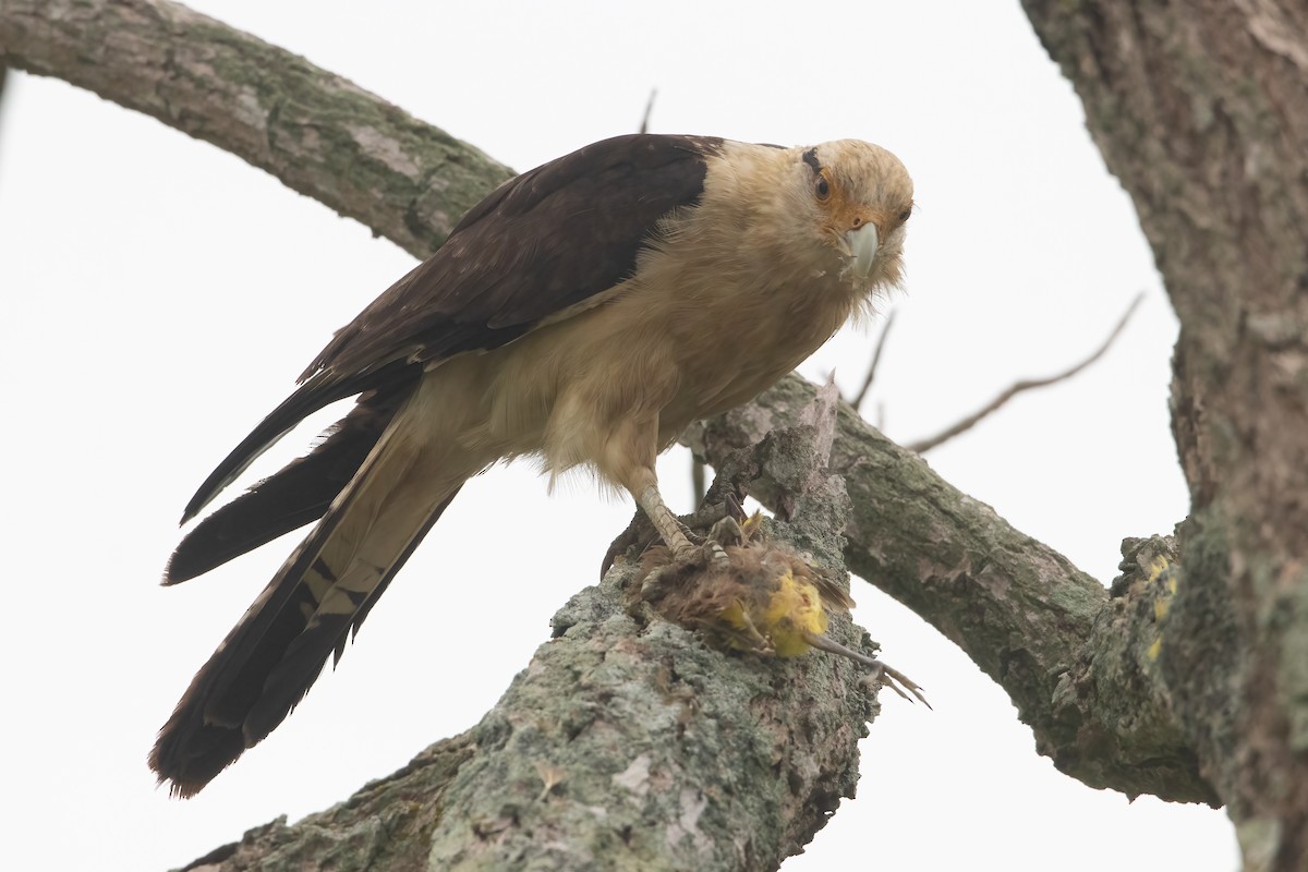 Yellow-headed Caracara - Jhonathan Miranda - Wandering Venezuela Birding Expeditions
