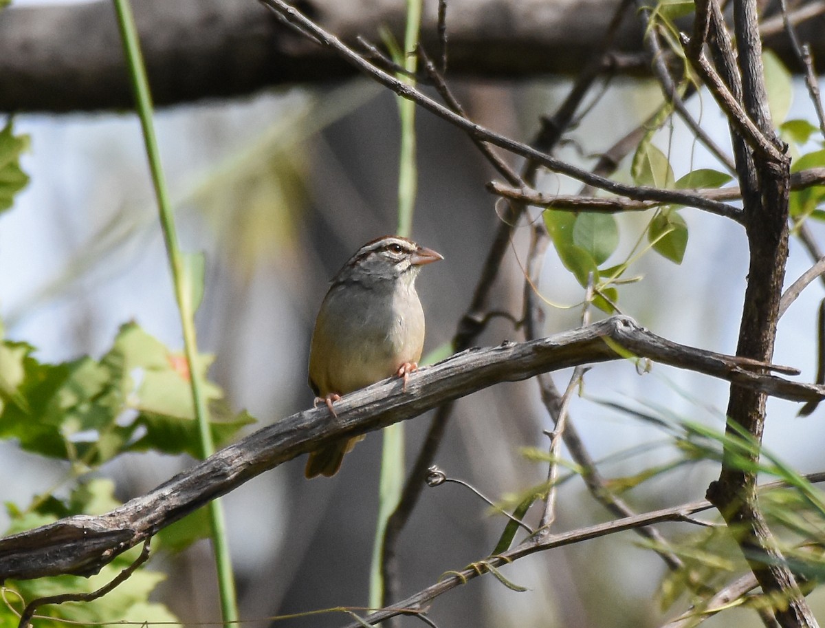 Cinnamon-tailed Sparrow - Mauricio López