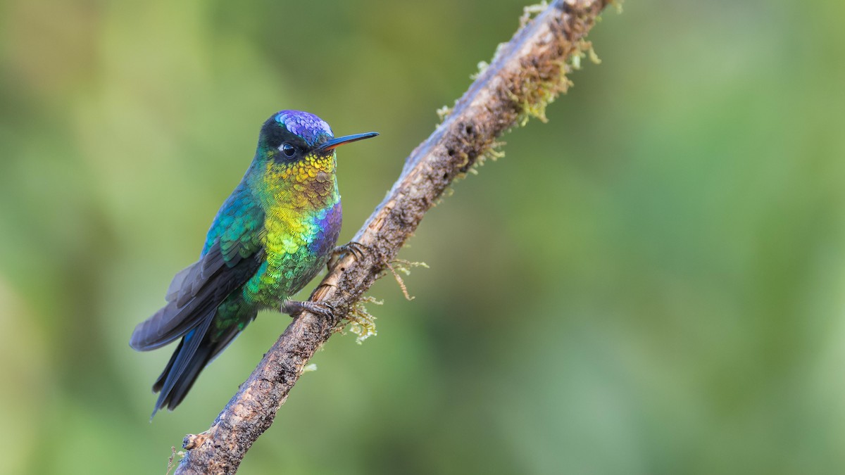 Fiery-throated Hummingbird - John Andersen