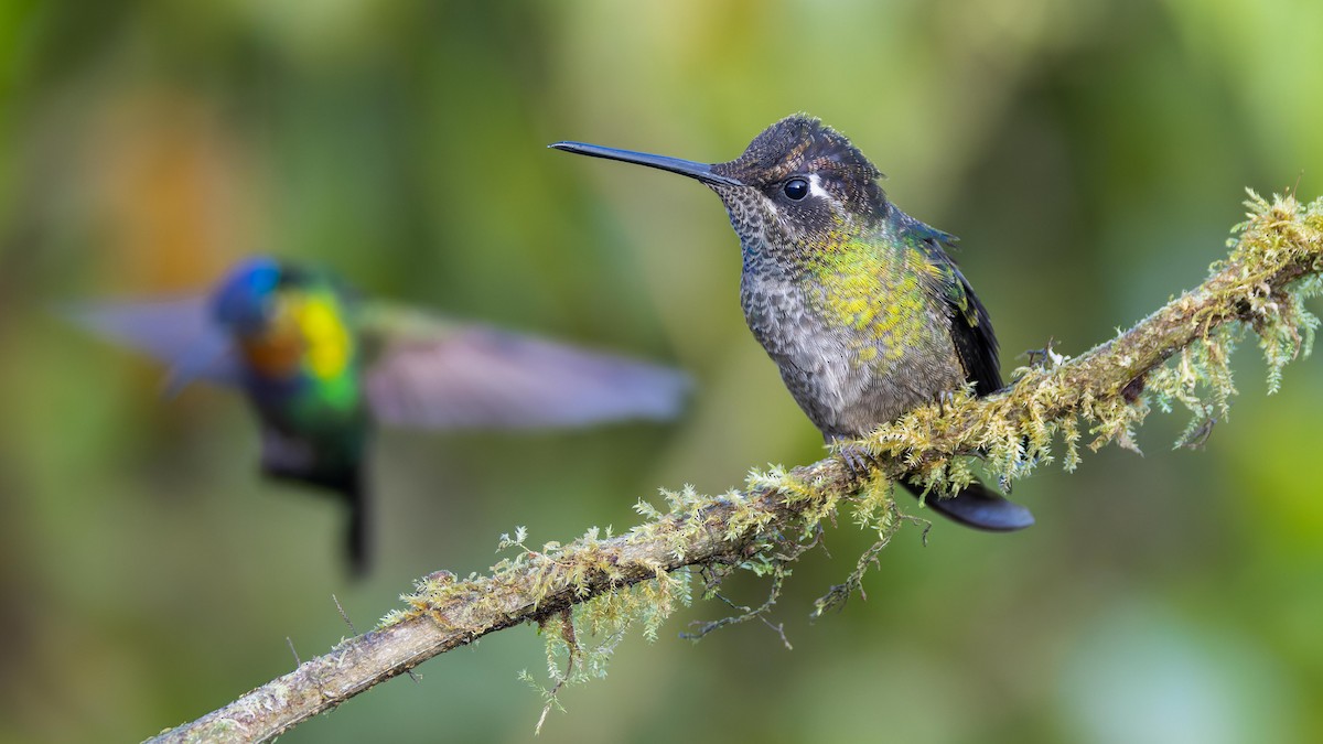 Fiery-throated Hummingbird - John Andersen