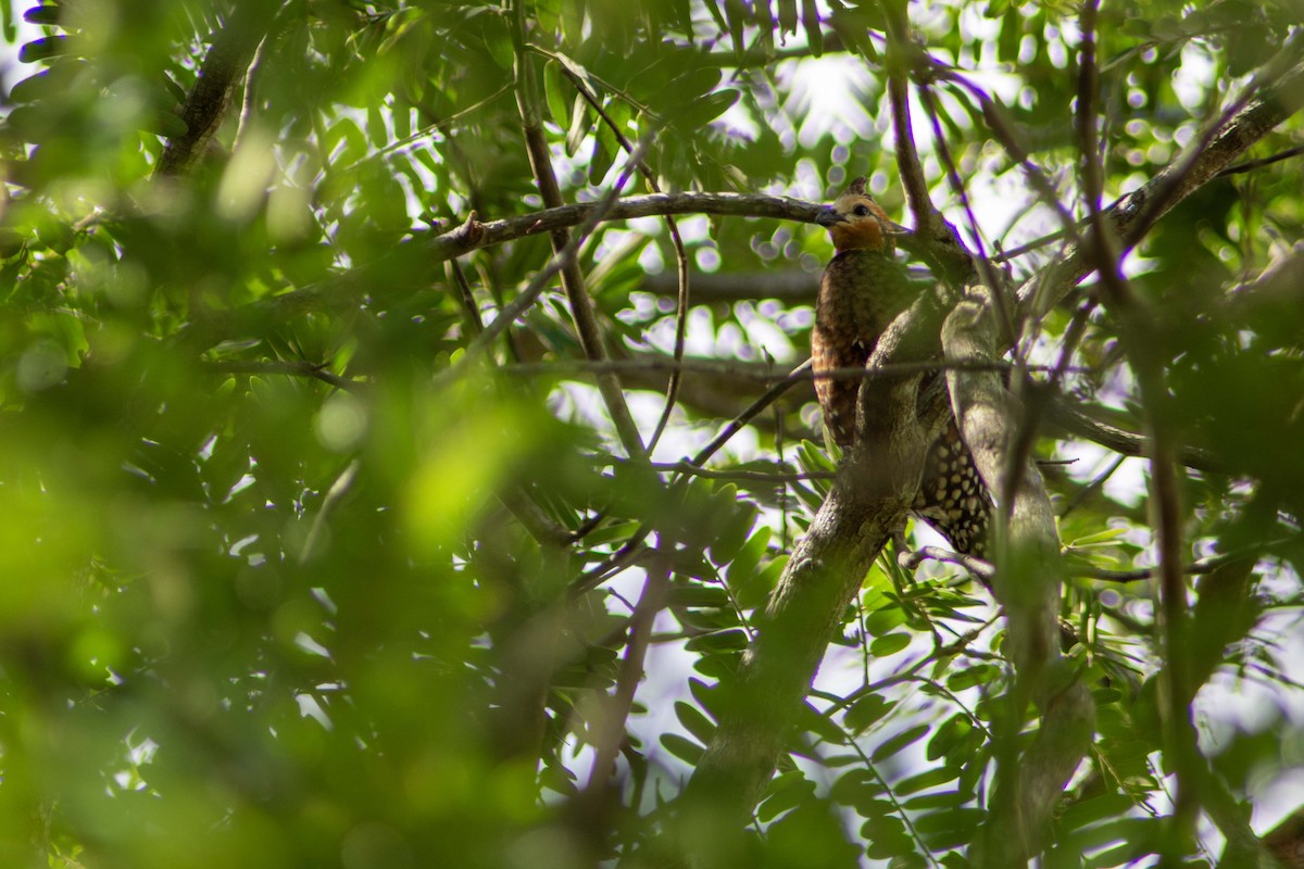 Crested Bobwhite - ML619617548